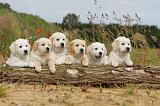 GOLDEN RETRIEVER 266